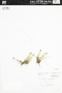 Trichophorum alpinum image