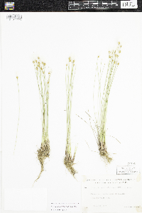 Trichophorum alpinum image