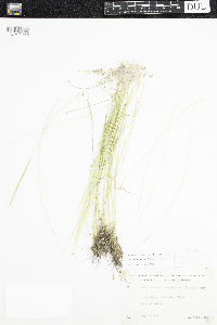 Trichophorum alpinum image