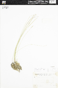 Trichophorum alpinum image