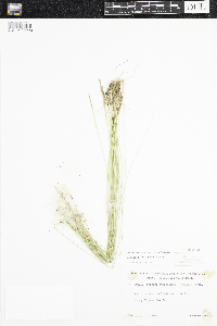 Trichophorum alpinum image