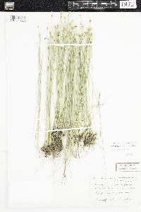 Trichophorum alpinum image