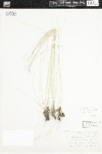 Trichophorum alpinum image
