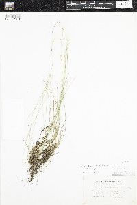 Trichophorum alpinum image
