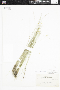 Trichophorum alpinum image