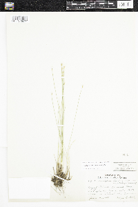 Trichophorum alpinum image