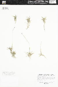 Eriocaulon aquaticum image