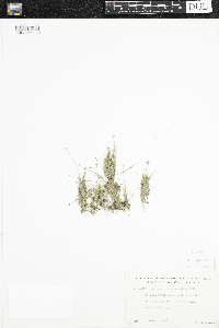 Eriocaulon aquaticum image
