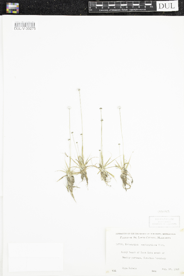 Eriocaulon aquaticum image