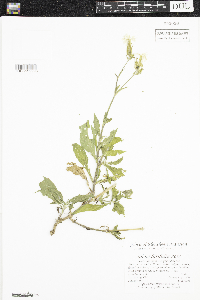 Silene latifolia image