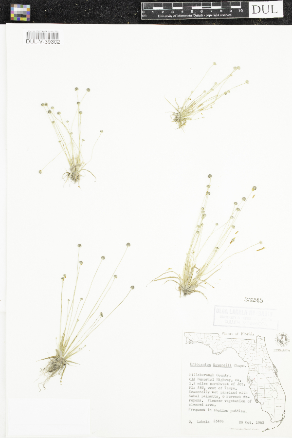 Eriocaulon ravenelii image
