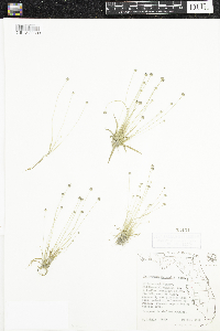 Eriocaulon ravenelii image