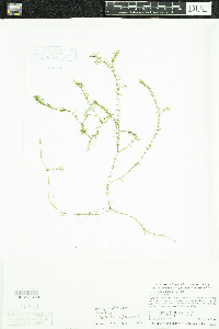 Elodea nuttallii image