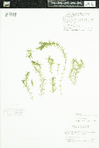 Elodea nuttallii image