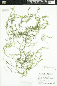 Elodea nuttallii image