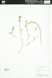 Elodea nuttallii image