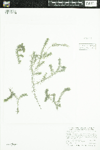 Elodea nuttallii image