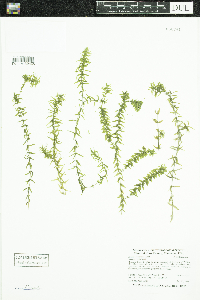 Elodea canadensis image