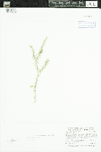 Elodea nuttallii image