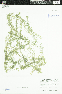 Elodea nuttallii image