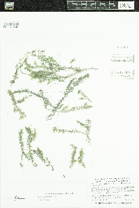 Elodea nuttallii image