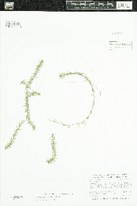 Elodea nuttallii image