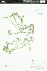 Elodea nuttallii image