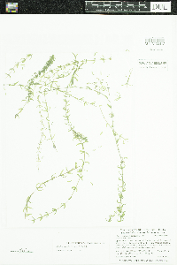 Elodea nuttallii image