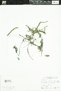 Elodea nuttallii image
