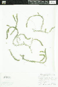 Elodea nuttallii image