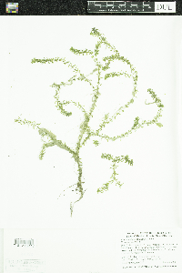 Elodea nuttallii image