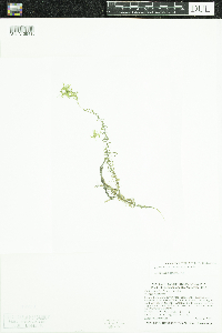 Elodea nuttallii image