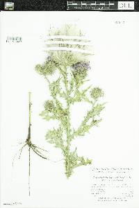 Cirsium vulgare image