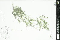 Elodea nuttallii image