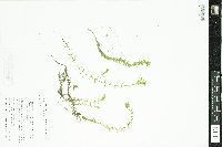 Elodea nuttallii image