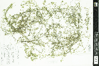 Elodea nuttallii image