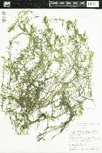 Elodea nuttallii image