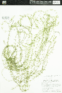 Elodea nuttallii image