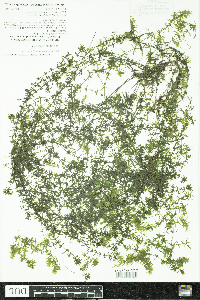 Elodea nuttallii image