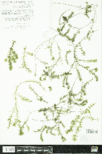Elodea nuttallii image