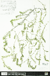 Elodea nuttallii image