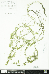 Elodea nuttallii image