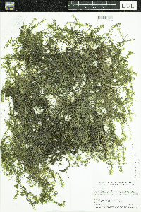 Elodea nuttallii image