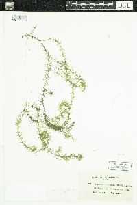 Elodea nuttallii image