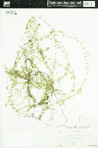 Elodea nuttallii image