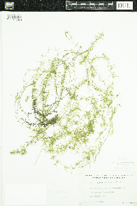 Elodea nuttallii image