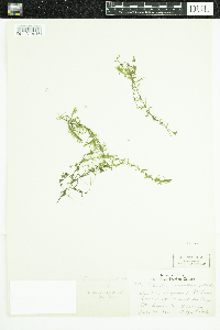 Elodea nuttallii image