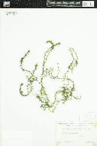 Elodea nuttallii image