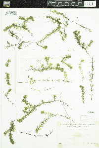 Elodea nuttallii image