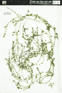Elodea nuttallii image
